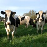 Finding new genetic disorders in cattle could help milk production