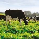 Fonterra agrees sale of China JV farms to AustAsia Investment Holdings