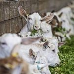 Goat milk infant formula maker changes tack to protect exports to China