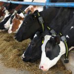 Government backs smart collars to get dairy industry moving ahead