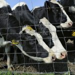 Its not currently legal for a New York state student to have a glass of fresh whole milk