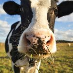 June is Dairy Month Celebrating the Dairy Industry