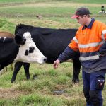 Massive trees down and milking disrupted by damaging storms in Victoria