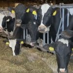 NY dairy farmers optimistic