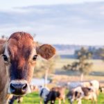 New EOFY tool for dairy farmers