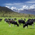 New Zealand sees record milk production but more environmental restrictions