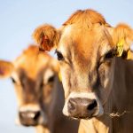 No silver bullet to solve environmental impact of dairying Fonterra says