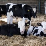 RSCPA Australia publishes new welfare standards for dairy calves