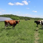 There isnt a healthier place for cows than out on the grass