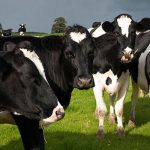 A new approach to improve margin and save feed cost in dairy production