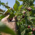 B.C. farmers feeling the heat as their crops and animals took a hit