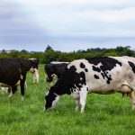 Climate targets will force milk production cap warns Association president