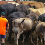 Dairy Australia course to help increase investor knowledge of dairy