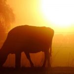 Dairy farm effluent compliance tops 98 per cent in Tasman District