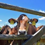 Dairy farmers urged to keep abreast of cash flow challenges