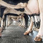 Dairy groups issue tanker driver shortage warning