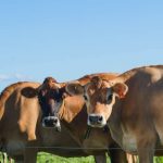 Dairy industrys outlook is positive