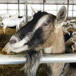 Family farm swaps cows for goats amid changed dairy industry