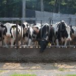 Fifth generation producer is face of Massachusetts dairy