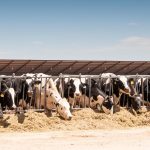 Kansas dairy industry looks at future expansion opportunities