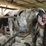 Labor shortage makes robotic milkers more attractive to dairy farmers