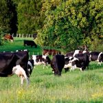 Methane vaccine for cows could be game changer for global emissions