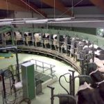 Milk production falls rapidly from peak1