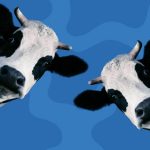 NZ has reached peak milk Fonterra CFO warns