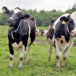 New state program to help some dairy farmers