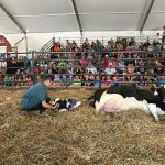 Oh Baby A Dairy Cow Birthing Center Spectacle