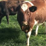 Silage plays key role in Yarragon dairy farm