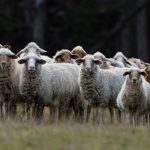 Tasmanian sheep dairy Grandvewe launches milky skincare range