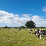 The California dairy with a net zero ambition