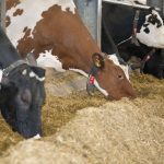 Time saving data improves robot management of slow milkers