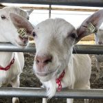 U.S. dairies going big for goats