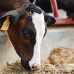 US dairy industry launches pilot program to target net zero emissions