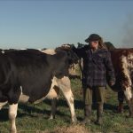 Udderly important new technology shows quality of cows sleep