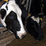 Vermont Officials Assessing The Future Of Dairy Industry