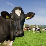 Visa extension gives dairy farmers some certainty