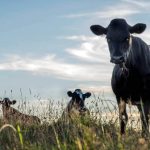 Waikato farmer fined for removing cows tails