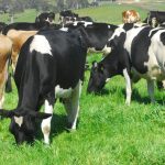 Dairy Connect and QDO plan to merge under eastAUSmilk