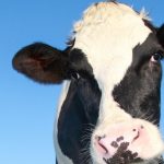 Dairy Margin Coverage Payments Triggered for Seventh Consecutive Month