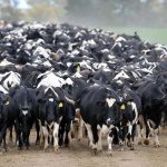 Dairy farm profit up despite on farm challenges