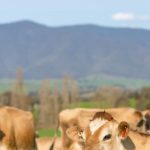 Dairy farmers lead industry outcomes from Climate Futures project