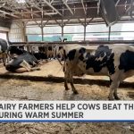 Dairy farmers try to keep cows