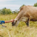 Happy Cow Milk reaches 500000 fundraising target for ethical dairy business