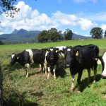 NSW farmers will continue to prioritise issues relevant to dairy