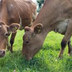 New dairy herd arrives in Sark