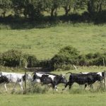 New genetic indexes to help breed greener cows