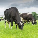 Richard Wright Dairy woes and the drive for organic in Europe